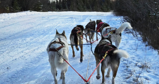 Dog-sledding BI Co-existence BusinessObjects Tableau and PowerBI Feature Image