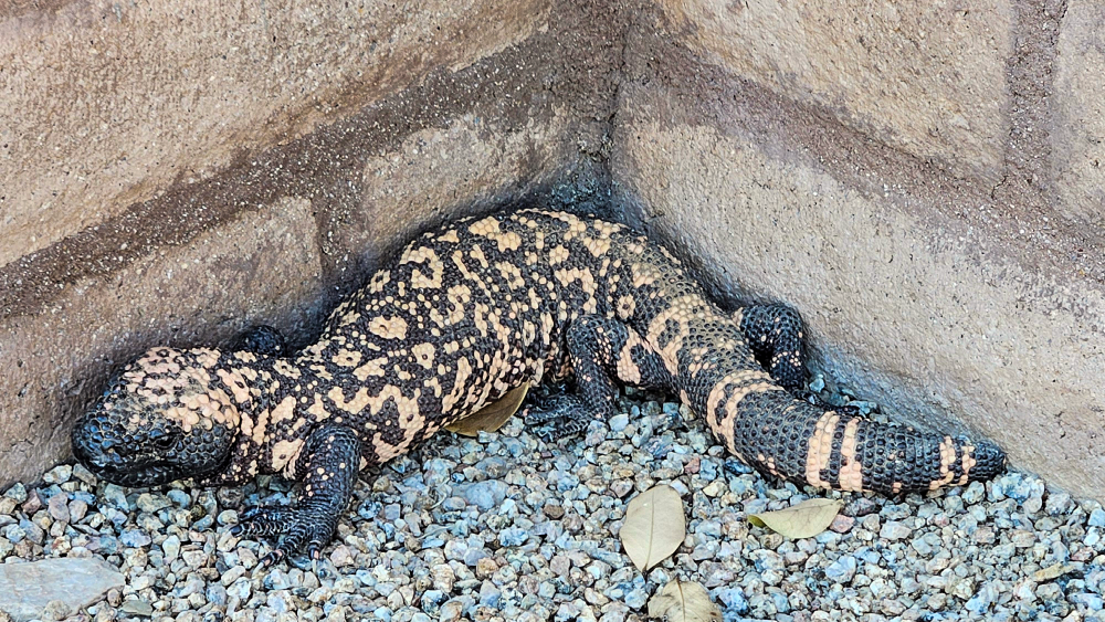Gila Monster Image for Blog