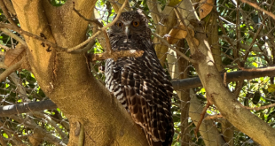 The Powerful Owl and the Link Between AI BI and Data Feature Image PNG